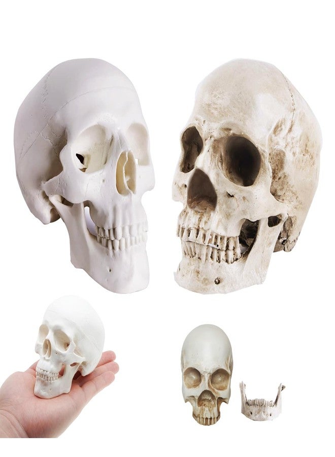 Haniforever 2-Pack Mini Skulls Décor, Human Skull Model Anatomy Skull Model for Studying,Tiny Resin Skulls, Drawing Model Skull Figurine, Small Skull Head for Students,Art Gift - Image 1